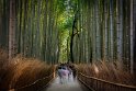 48 Arashiyama, bamboebos